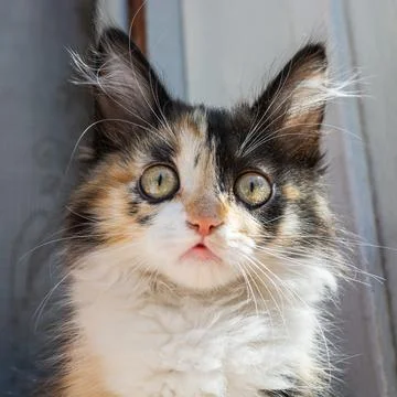 The head of a young tricolor cat. Fluffy white and red, black kitten. Tricolo Stock Photos