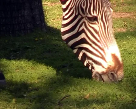 Head of zebra. Close-up. 스톡 동영상 1068289