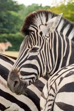 Head of a zebra equus Stock Photos