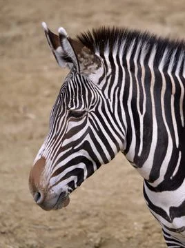 Head of zebra of Grevy Stock Photos