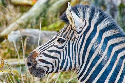 Head of a zebra I Stock Photos