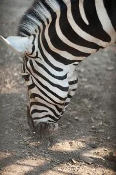 Head of a zebra Foto stock