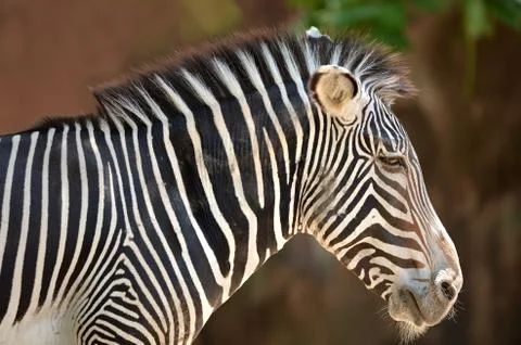 Head of Zebra Stock Photos