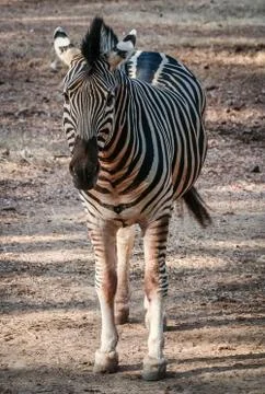 Head of zebra 스톡 사진
