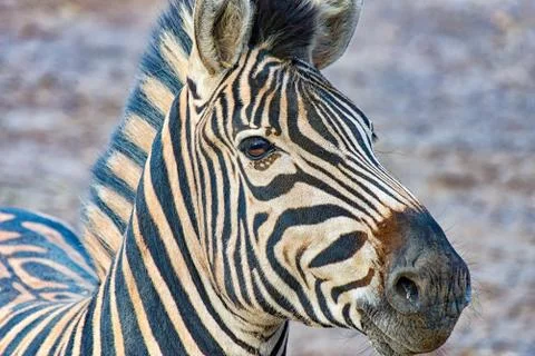 Head of a zebra Stock Photos
