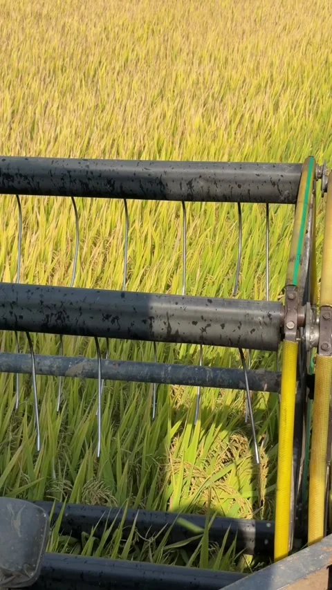 The header captures dense rice stems while advancing across a planted section of Stock Footage 339279358