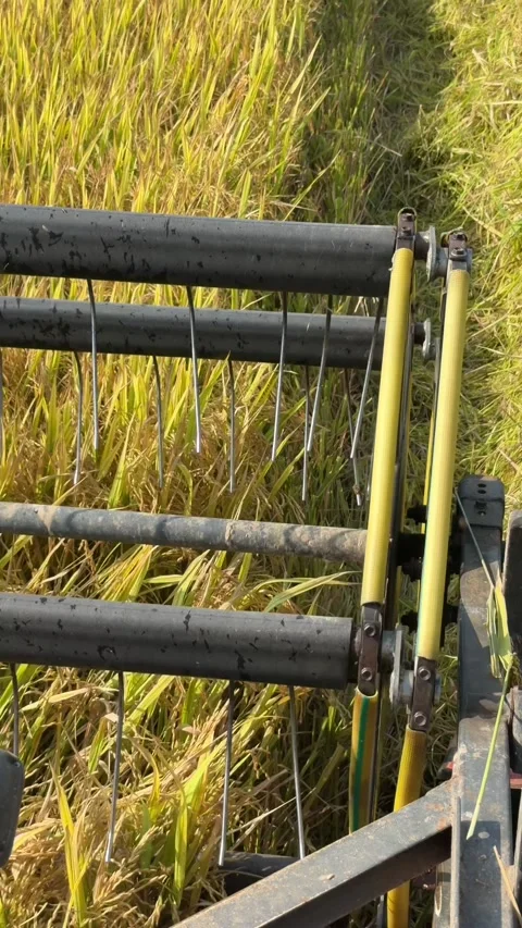 The header cuts mature rice stems while advancing steadily through crop rows Stock-Footage 335206240