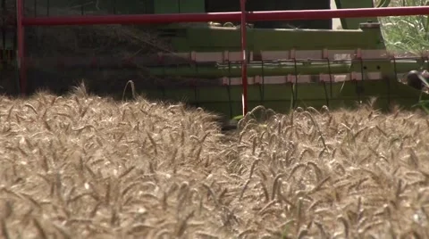 Header harvesting wheat Stock-Footage 56030442