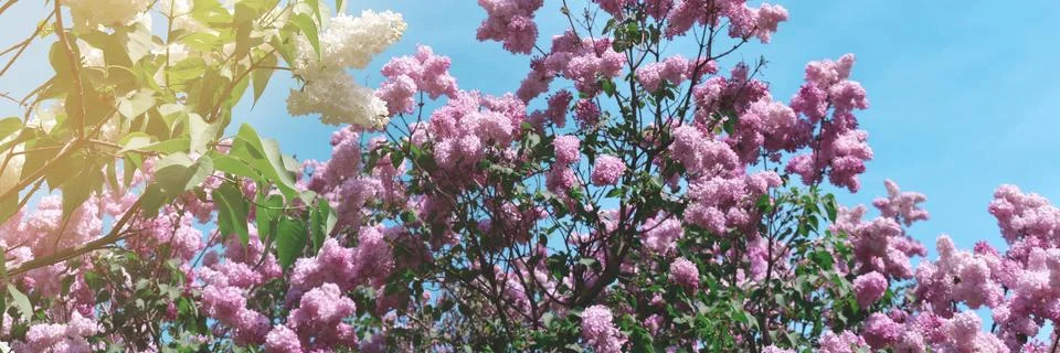 Header with pink blooming lilac tree flowers. Stock Photos