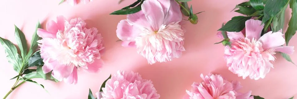 Header with pink peony flowers pattern. Tenderness monochrome concept. Stock Photos