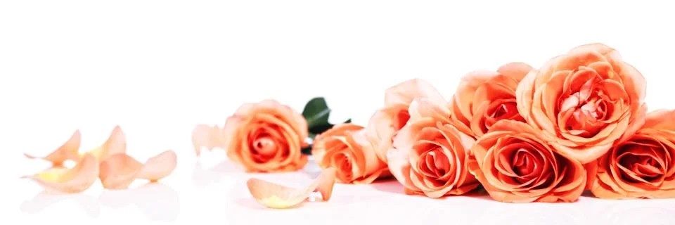 Header with roses 스톡 사진