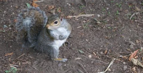 Header showing common grey squirrel on ground looking over its shoulder Stock Photos