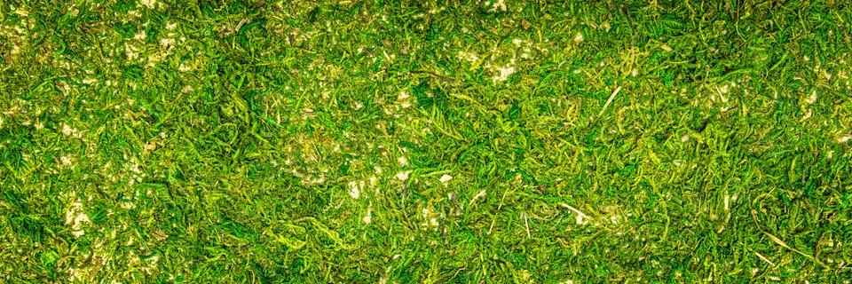 Header, topview of a moss ground background, mossy forest floor Photos