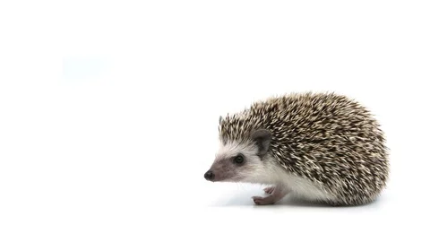 Headgehog looks left with copyspace Stock-Footage 105461553