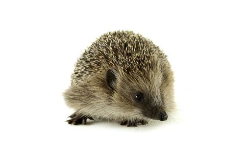 Headgehog on white background Stock Photos