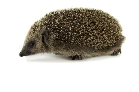 Headgehog on white background Stock Photos