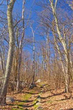 Heading up a Mountain Trail in Early Spring Stockfoto's