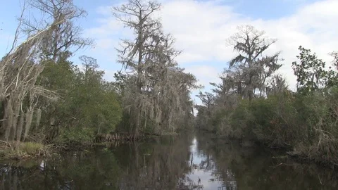 Heading into swamp Stock Footage 88291254