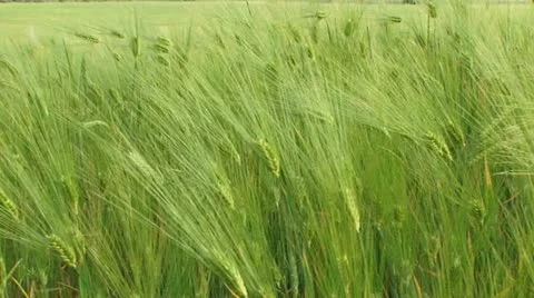Heading wheat Stock Footage 21225331