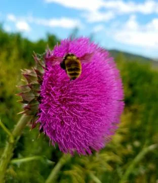 Heading to Work  스톡 사진