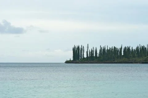 A headland covered with pine trees surrounded by a calm ocean. Stock Photos