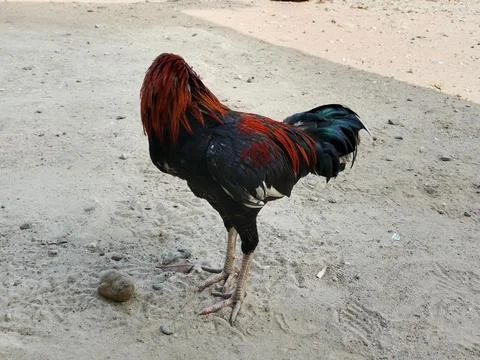 Headless Illusion Rooster on Sandy Ground Unique Perspective Rural Scene Stock Photos