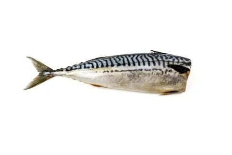 Headless mackerel isolated on white background. Foto stock