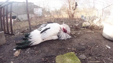 Headless Rooster in Agony in The Yard of Rural Wilderness Stock Footage 59758932