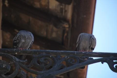 Headless talk Stock Photos