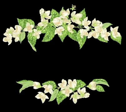 Headline template decor element with branches of jasmine Stock Illustration