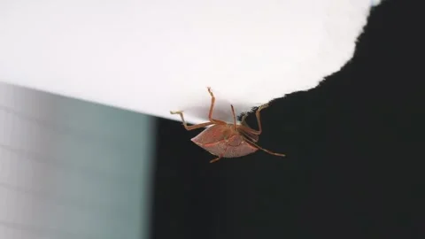 Headlong hanging orange colored bug on piece of paper inside room, close up Stock Footage 269356563
