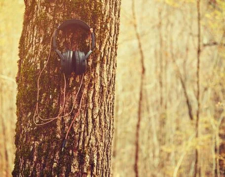 Headphones on a tree Stock Photos