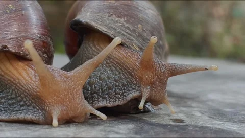 Heads and tentacles of two Giant African Snails (Lissachatina fulica). Stock Footage 343934826