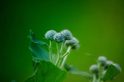 Heads of burdock close-up 스톡 사진