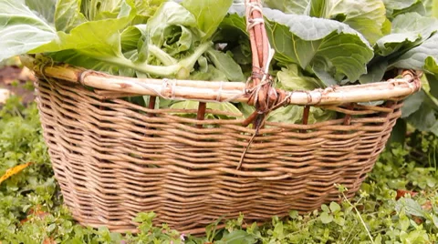 The heads of cabbage are stacked in a basket on the bed in the garden Stock Footage 30691529