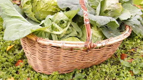The heads of cabbage are stacked in a basket on the bed in the garden Stock Footage 30694863