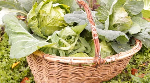 The heads of cabbage are stacked in a basket on the bed in the garden Video stock 30696673