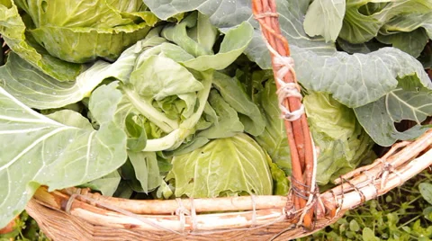 The heads of cabbage are stacked in a basket on the bed in the garden Stock-Footage 30702979