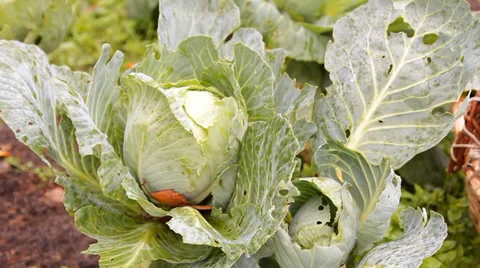 The heads of cabbage are stacked in a basket on the bed in the garden Stock-Footage 30711267