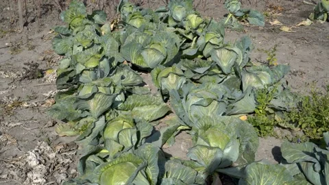 Heads of cabbage on a bed in a vegetable garden on a sunny autumn day. Harvest.  Video stock 114802486