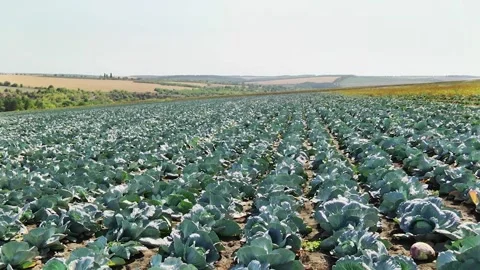 Heads of cabbage in the field during ripening Stock Footage 145532387