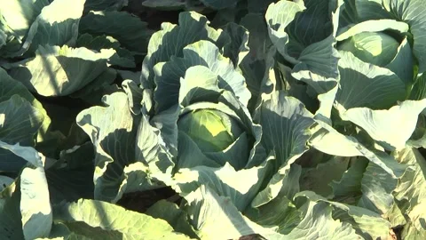 Heads of cabbage in the field during ripening Stock Footage 145532394
