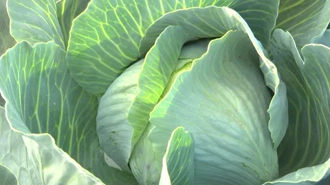 Heads of cabbage in the field during ripening Stock Footage 145532402