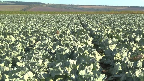 Heads of cabbage in the field during ripening Stock Footage 145532404