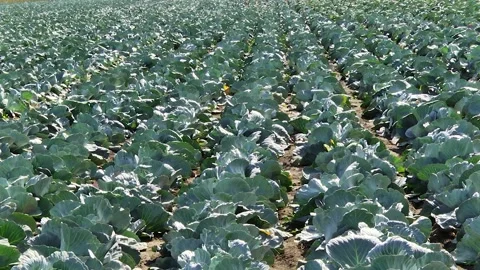 Heads of cabbage in the field during ripening Stock Footage 145532426