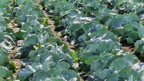 Heads of cabbage in the field during ripening Stock Footage 145532430