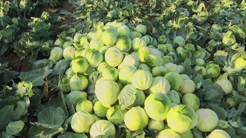 Heads of cabbage in the field during ripening Stock Footage 145532433