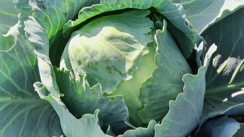 Heads of cabbage in the field during ripening Stock Footage 145532438