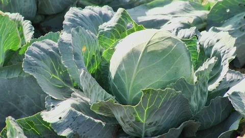 Heads of cabbage in the field during ripening Stock Footage 145532460