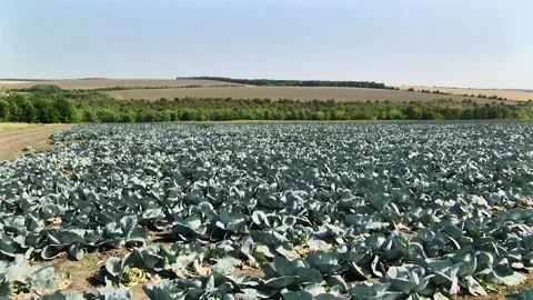 Heads of cabbage in the field during ripening Stock Footage 145532474